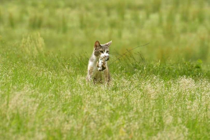 a calico cat with a young rabbit in her mouth