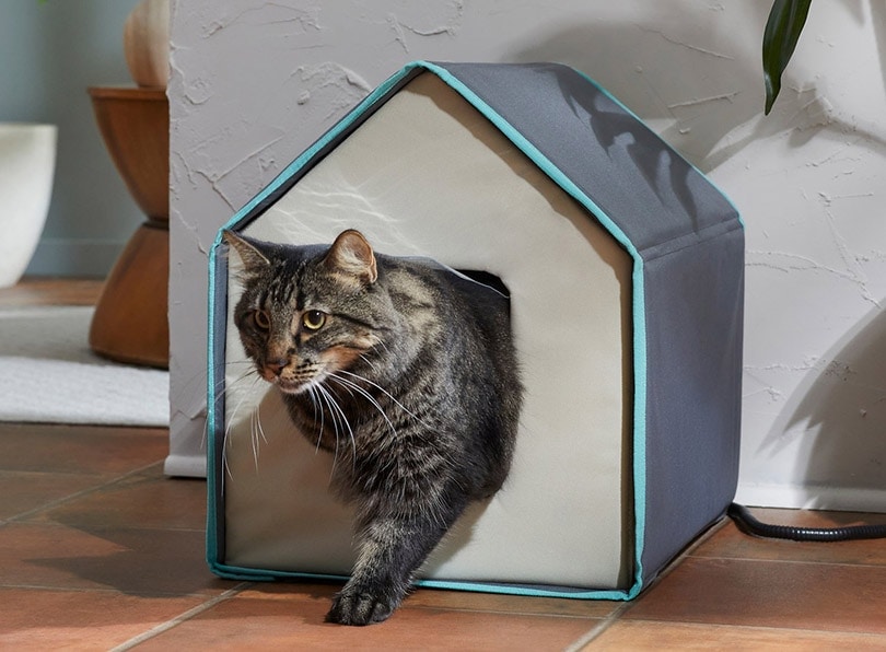 a cat coming out from an indoor heated cat house