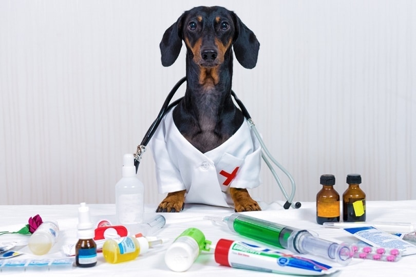 a dachshund dog as a medical veterinary doctor