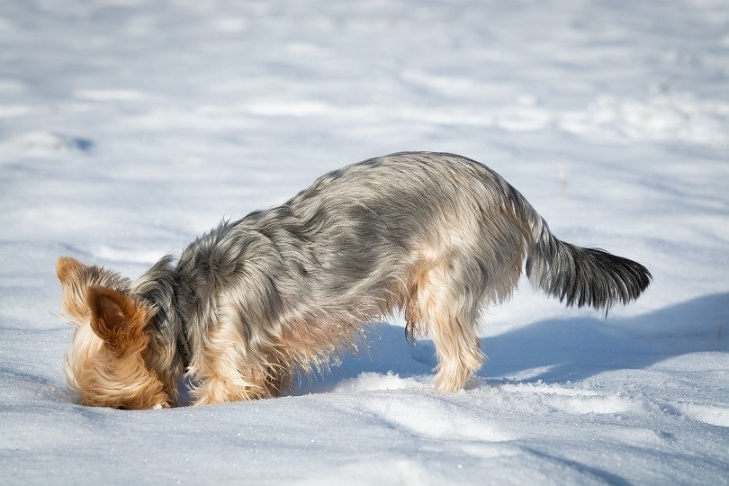 a dog digging in a snow
