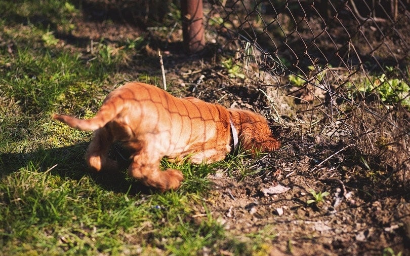 a dog digging under the fence