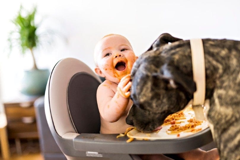 a dog eating the baby's food