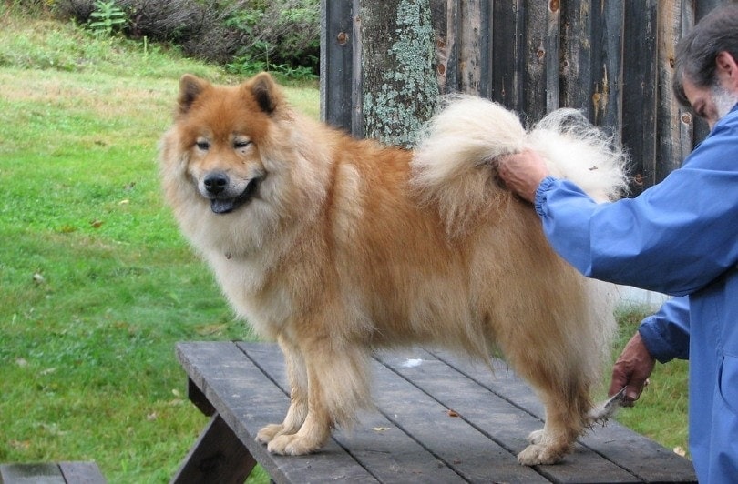 a dog getting de-burred