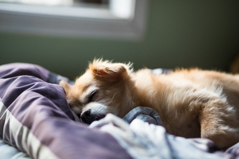 a dog sleeping on a pillow