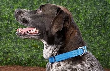 The 9 Best Dog Collars of 2023, Tested and Reviewed