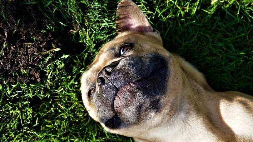 a french bulldog lying on the grasss