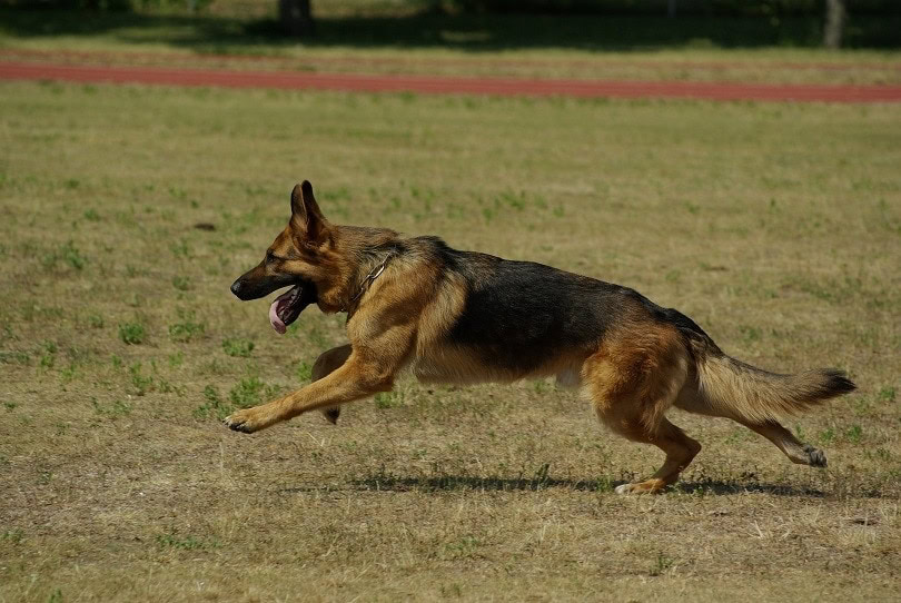 a german shepherd running in a meadow
