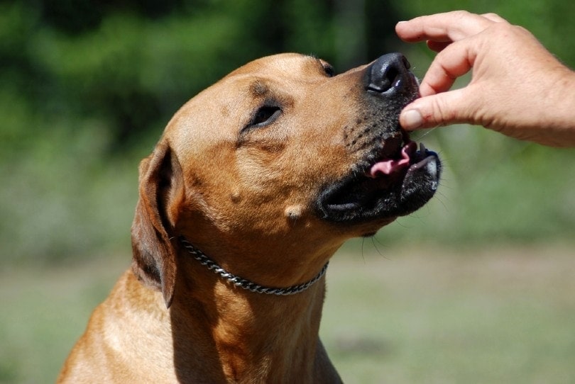 a hand feeding a Rhodesian Ridgeback hound dog