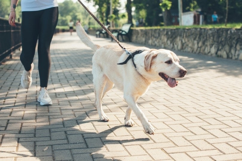 a labrador walking with his owner in the park