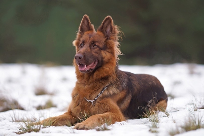 a liver german shepherd dog