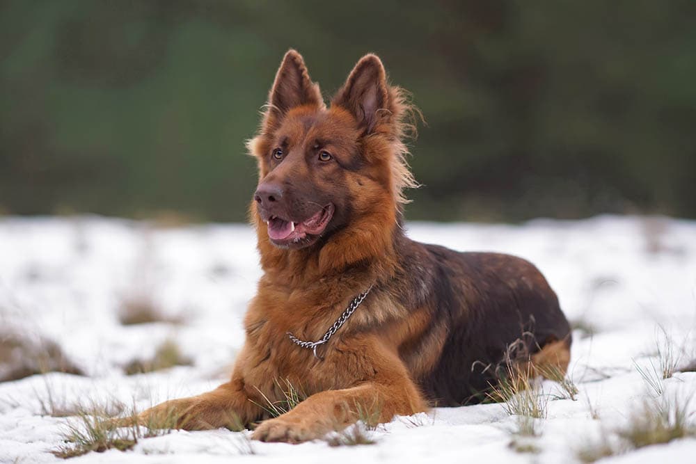 Liver German Shepherd: Facts, Origin & History (with Pictures) | Hepper