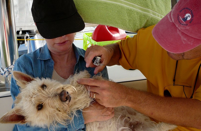 a man and woman removing burrs from a dog's coat