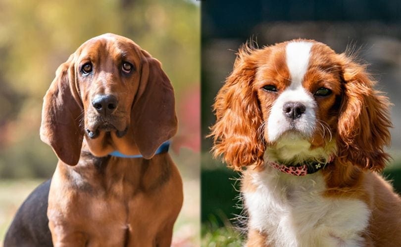 a portrait of basset hound and cavalier king charles spaniel
