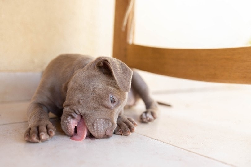 a puppy dog ​​licks the floor