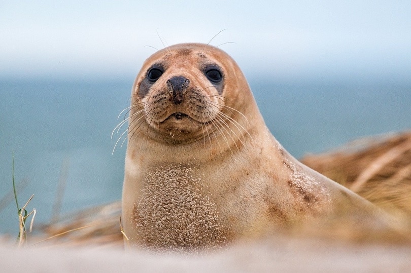 are seals as smart as dogs