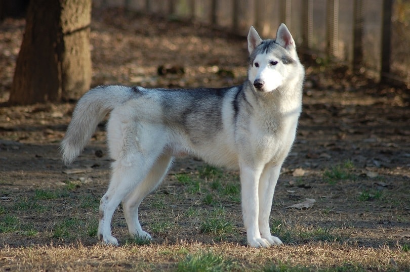 a siberian husky