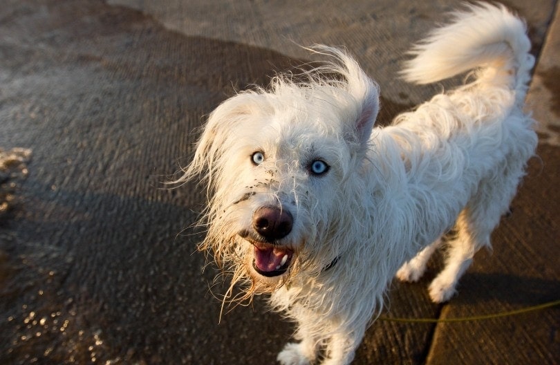 a wet dog covered with burrs on its face