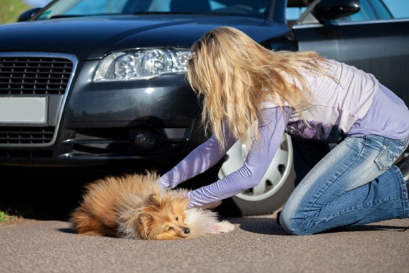 a woman helps an injured dog in front of a car