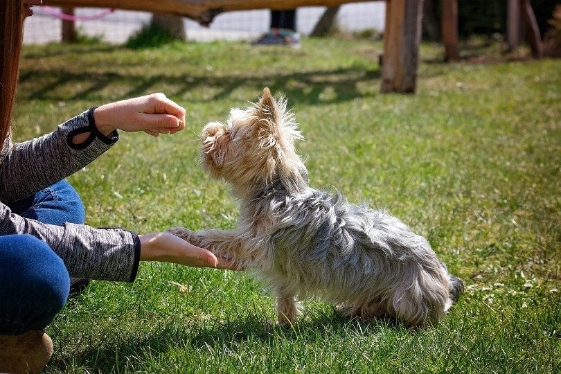 PetSmart Dog Training Review 2024 FAQ Pros Cons Hepper