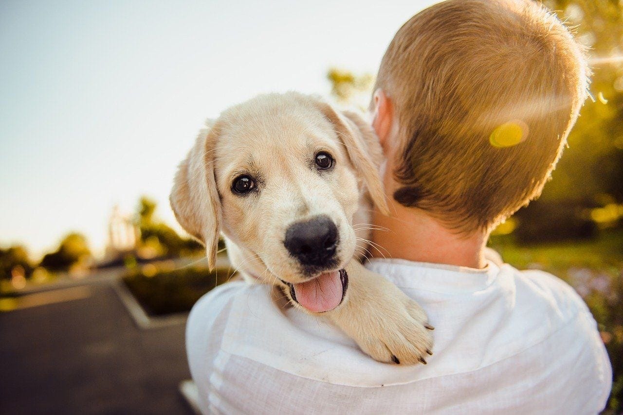 happy puppy with owner