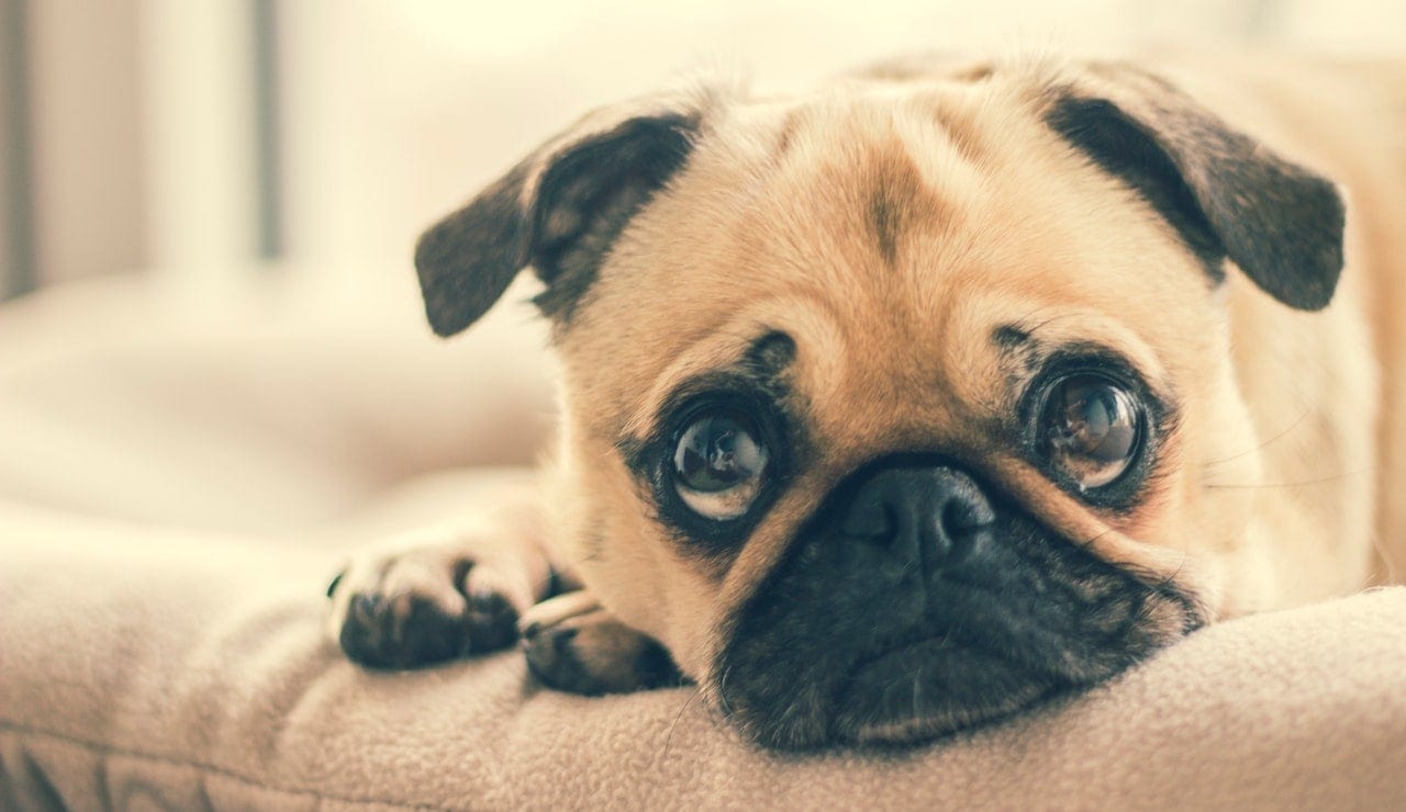 sad pug