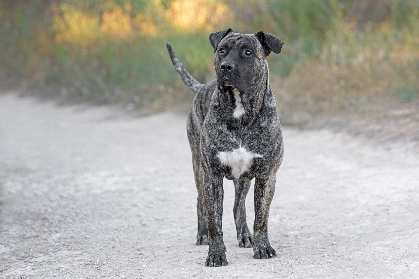 adult presa canario. 