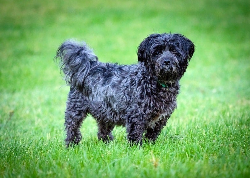 & Bichon Frise Mix Breed Info: Pics, Facts, Personality | Hepper