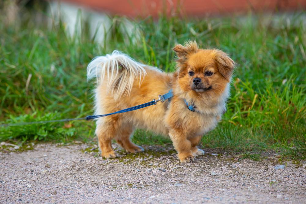 affenpinscher chihuahua mix