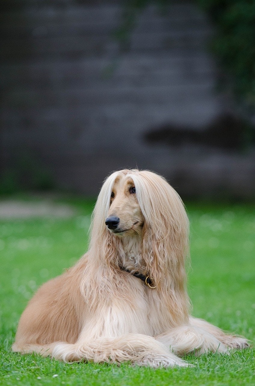 afghan greyhound