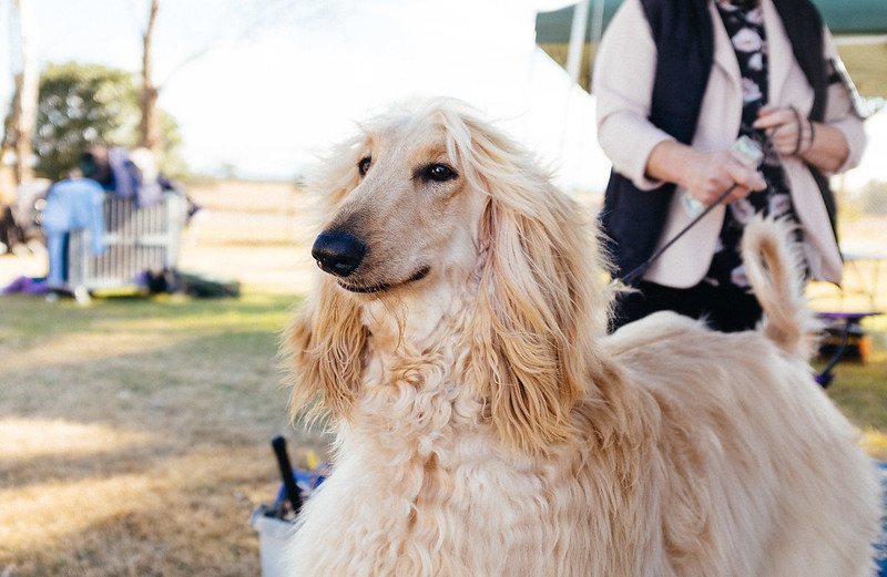 afghan hound