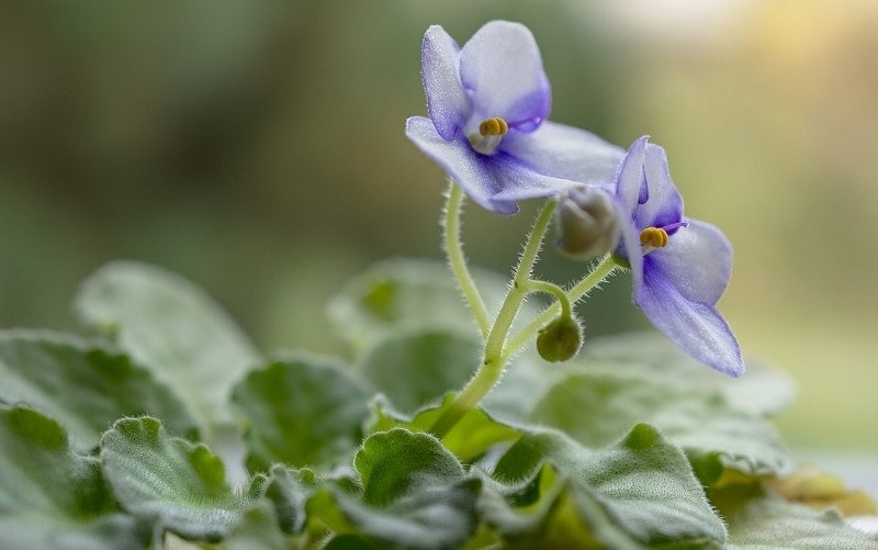 african violets