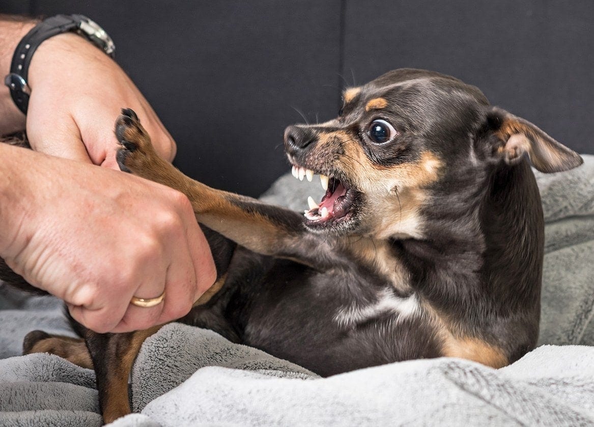 aggressive chihuahua