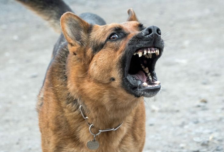aggressive dog