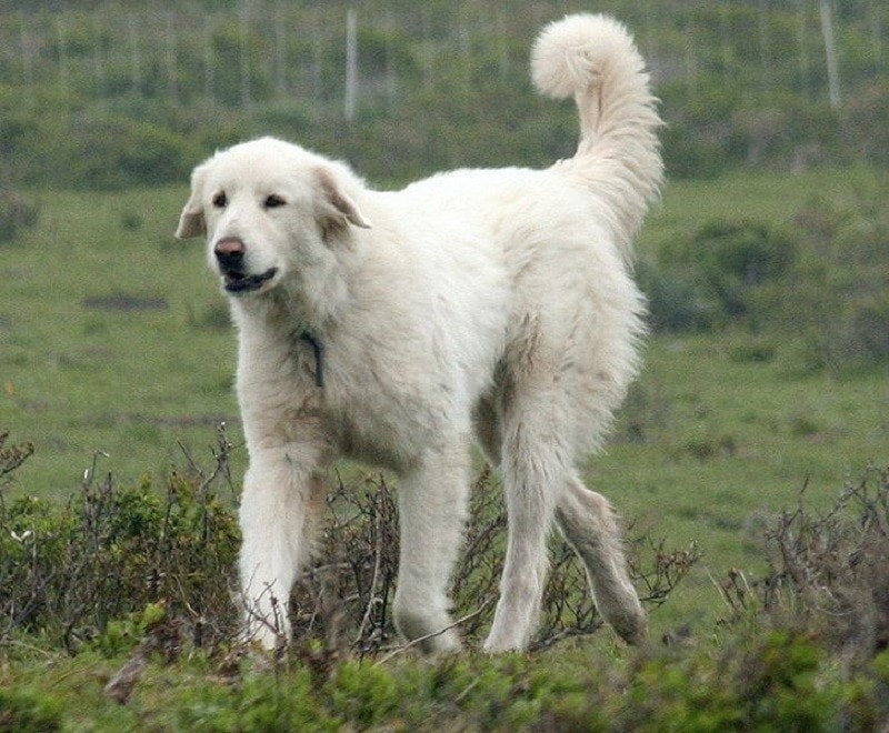 akbash white