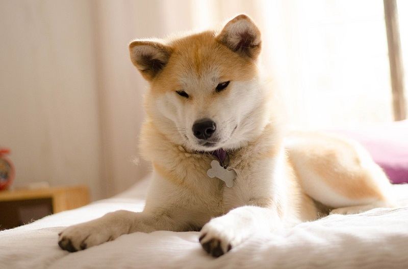 Akita Dog Breed Information Pictures Facts