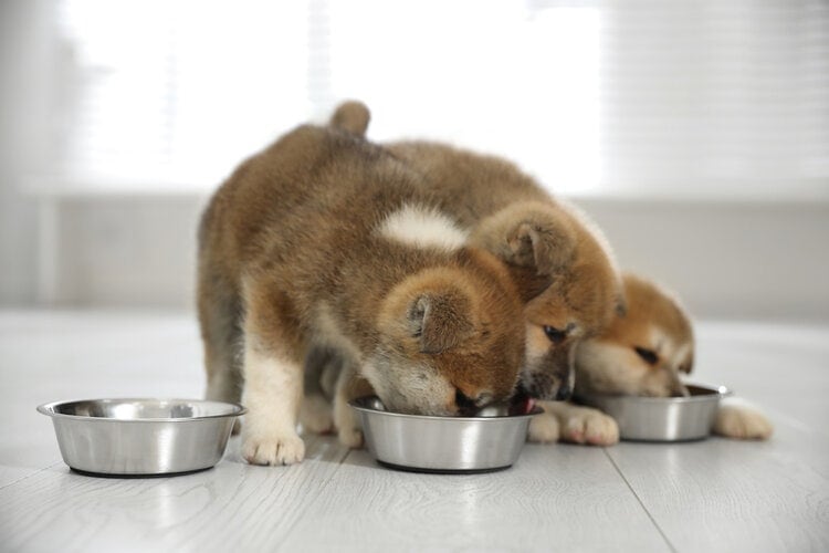 akita inu puppies eating indoors