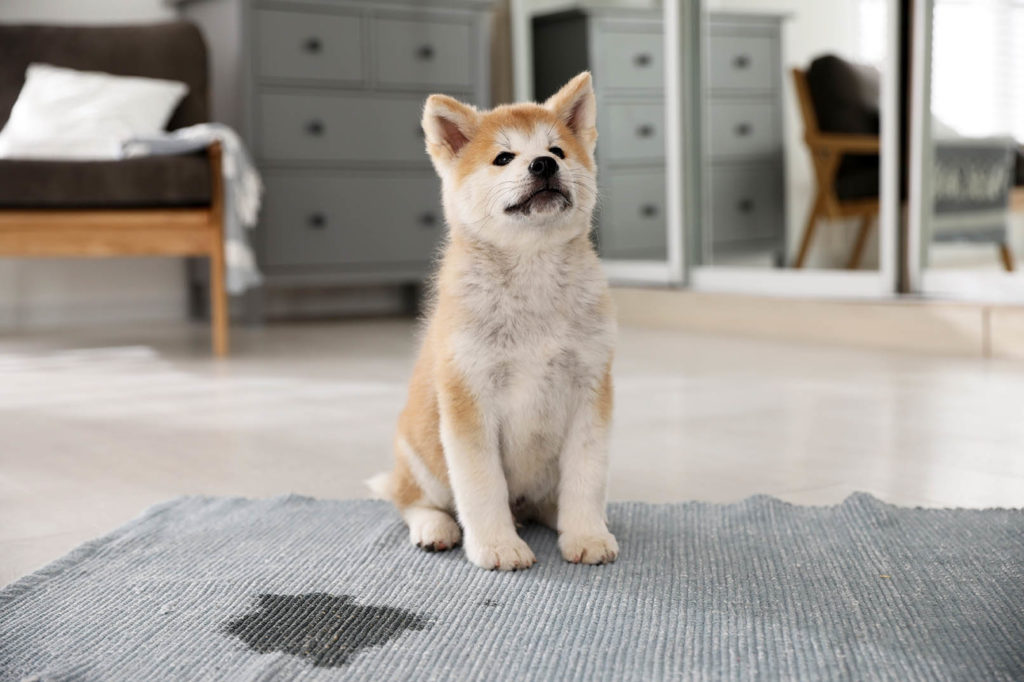Akita shop and cats