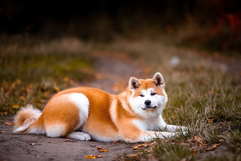 akita lying on ground