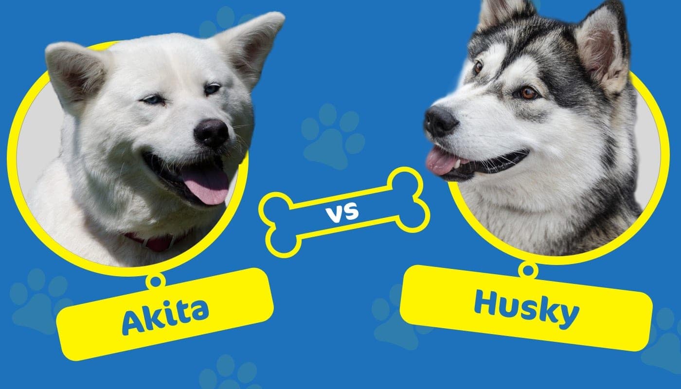 akita vs husky