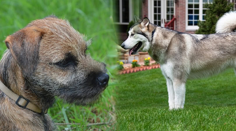alaskan border - Border Terrier_Alaskan Malamute