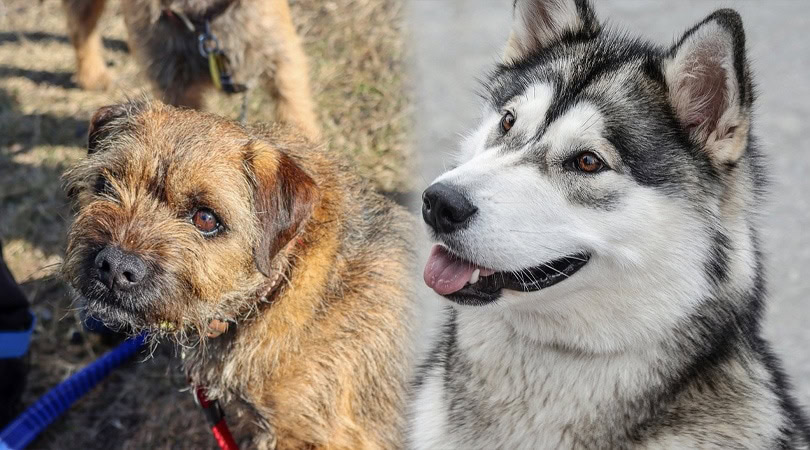 alaskan border 3 - Border Terrier_Alaskan Malamute