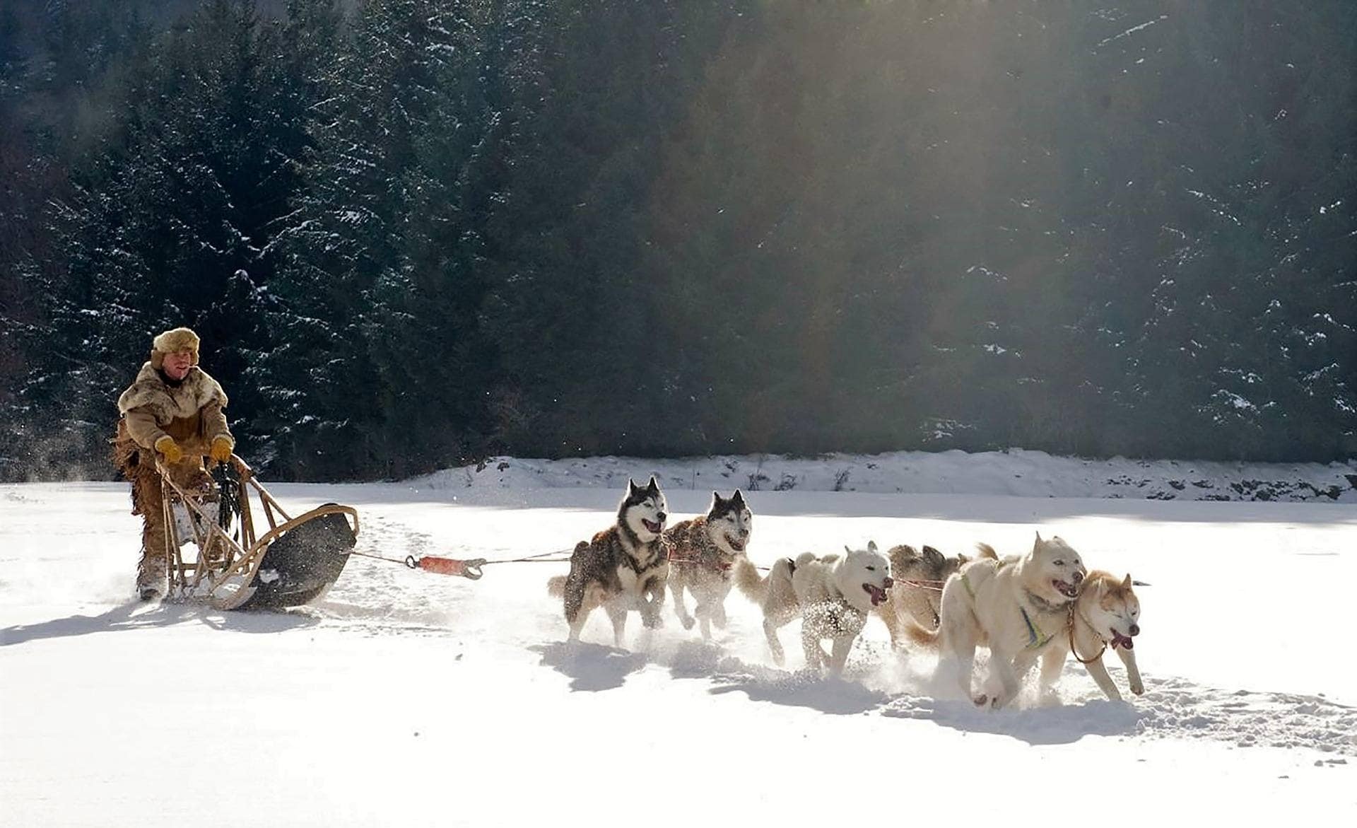 sled dog team Alaska Yukon