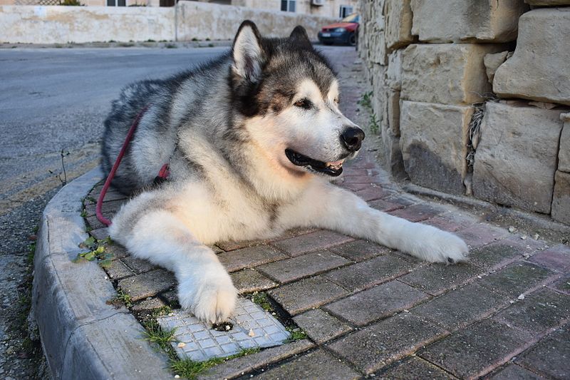 giant alaskan malamute
