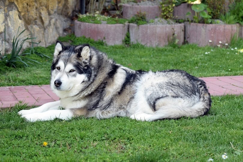 what mix is a alaskan malamute