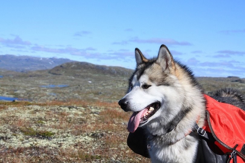giant alaskan malamute 