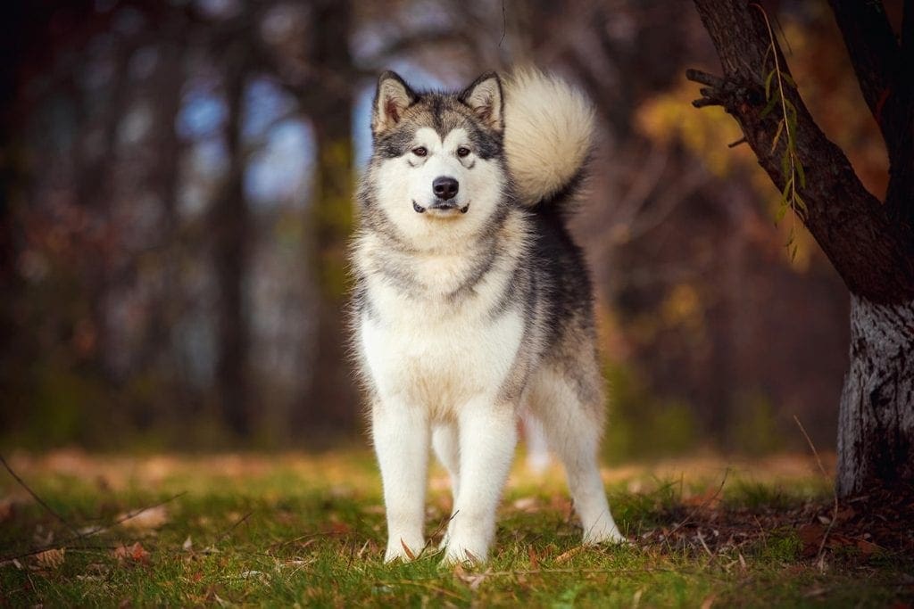 alaskan malamute