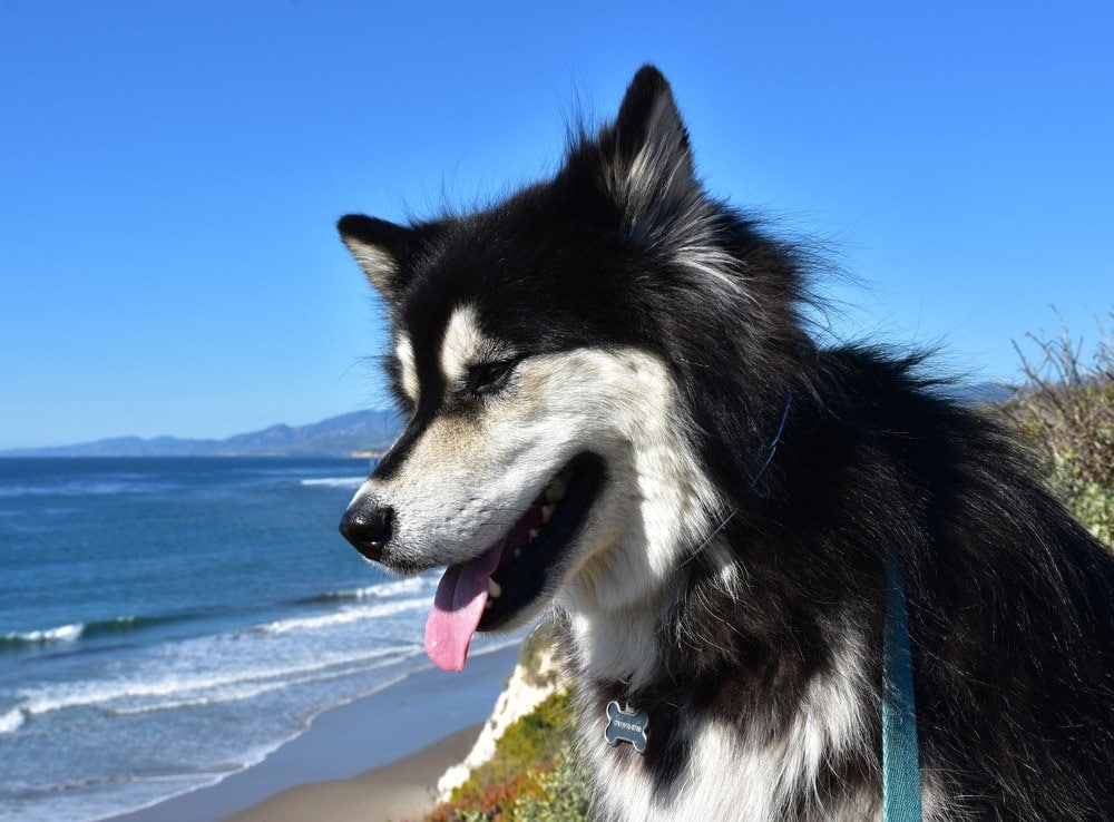 alusky outside