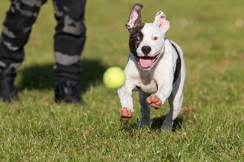 American Bulldog Staffy (American & Staffordshire Terrier Info, Pictures & Facts Hepper