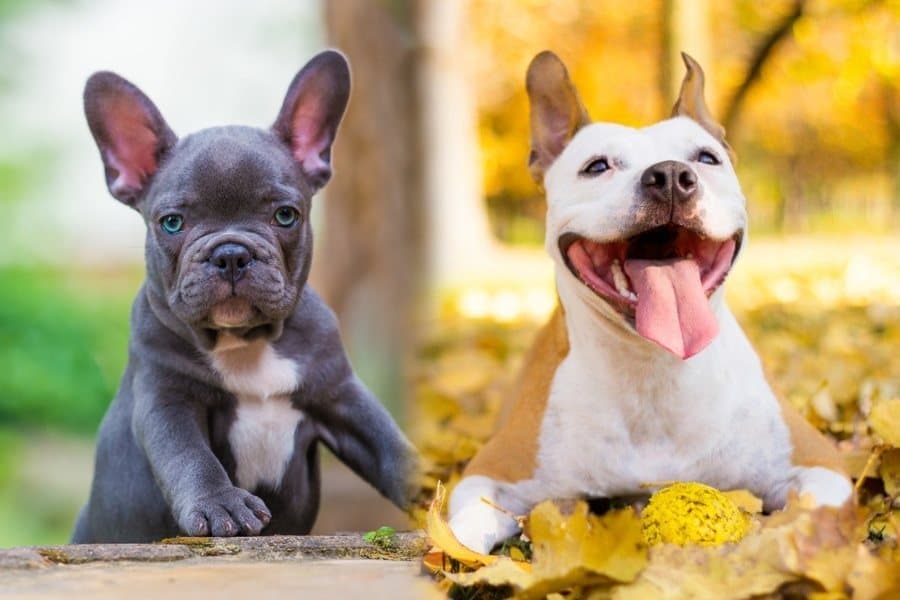 tabe sandsynligt ledelse American Bulldog & French Bulldog Mix: Info, Pictures, Facts | Hepper