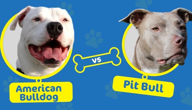 american bulldog vs pittbull